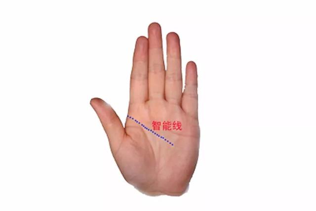 智慧线— 脑纹