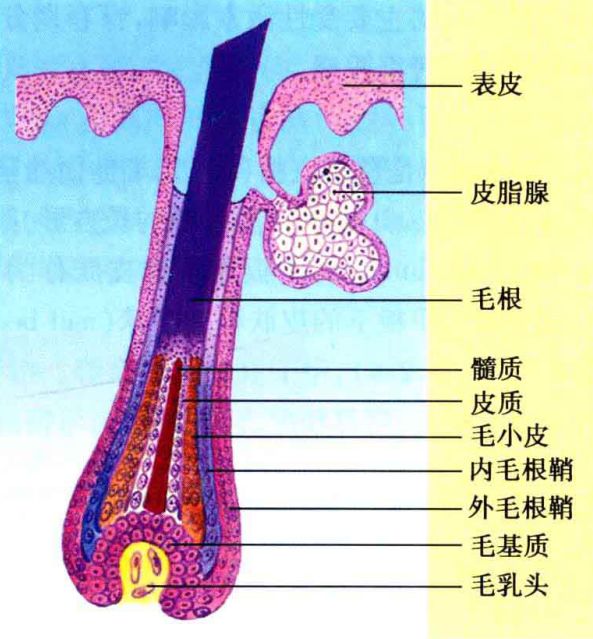 皮脂腺(图片来源:《皮肤性病学》)