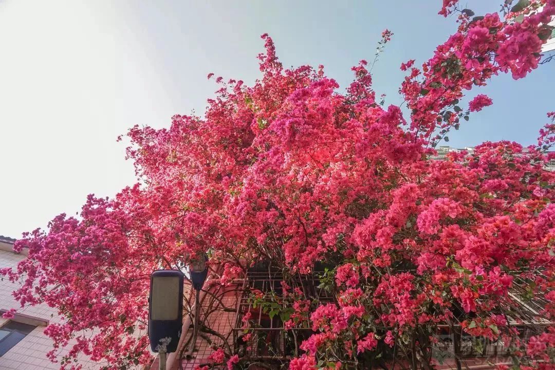 深圳最美花瀑