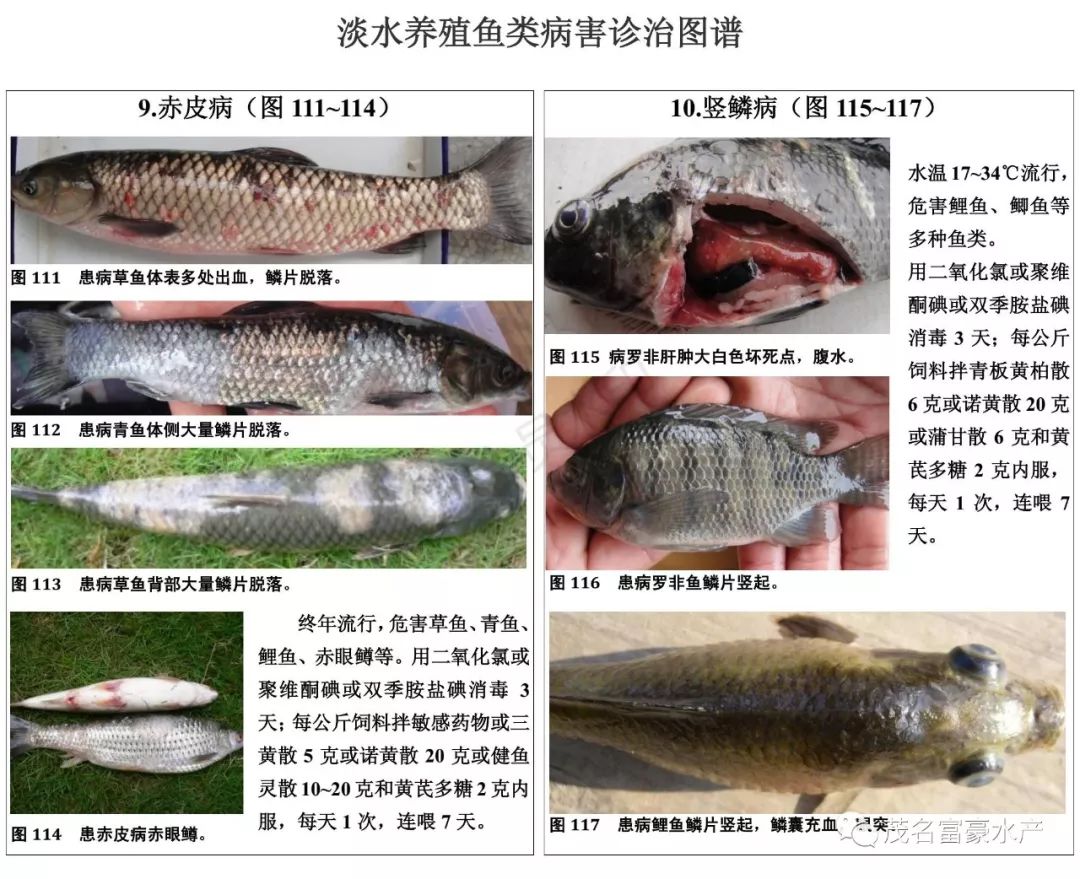 养殖必备宝典超全鱼类病害诊治图谱10类19种优劣水色图谱