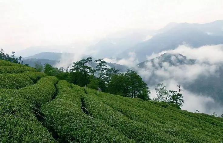 【茶文化】黄庭坚送苏东坡一款高山茶，随赋一诗，暗劝对方看清人生风险