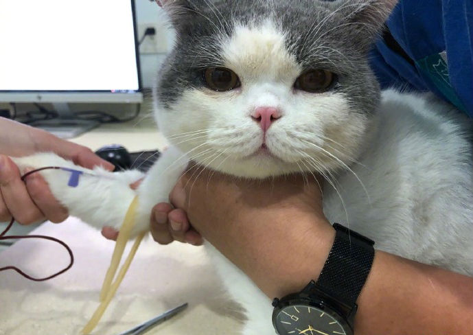 猫咪抽血时不吵不闹不挠人默默哭泣网友心疼死了