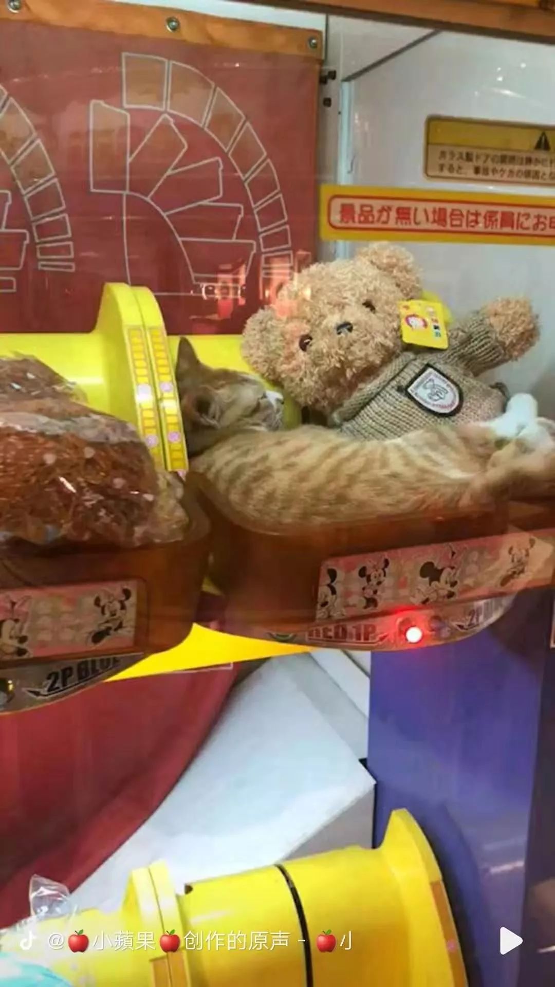 抖音上披了外衣的虐猫行为,竟然换来了满堂喝