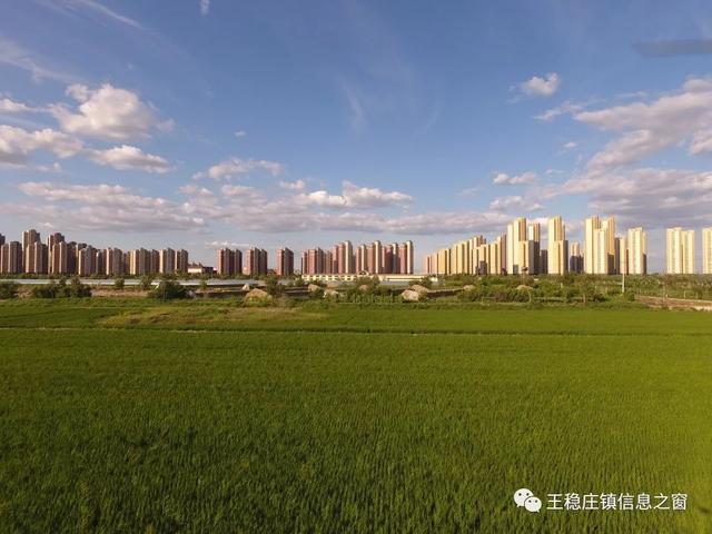 【西青印象】万亩稻田美不胜收 独有美景铺开画卷