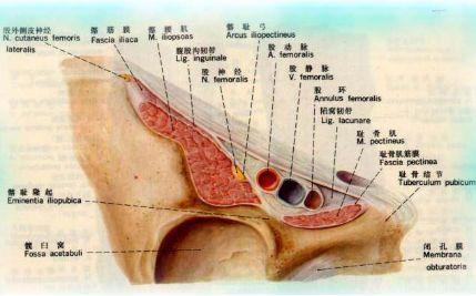 前下棘是髂腰肌最主要的外侧限制结构,内侧限制结构被认为是髂耻隆起