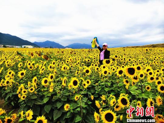 烏魯木齊城郊萬畝向日葵「醉」遊人 旅遊 第2張