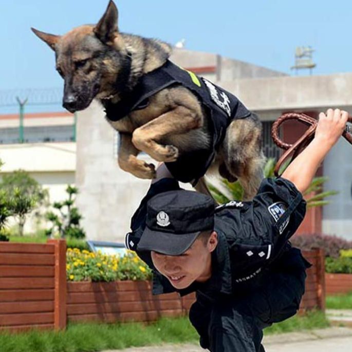 一顿操作猛如虎警犬养成记