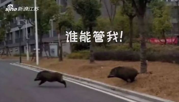 南京生态也太太太太好了吧野猪都跑地铁站去了