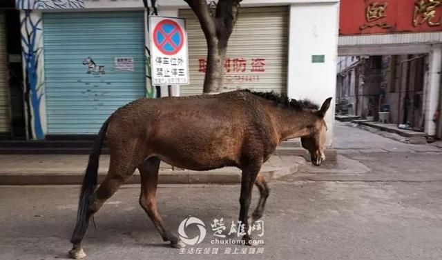 楚雄街头一骡子闲庭漫步过分拉风蜀黍变身赶骡倌多图