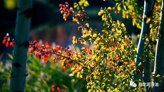 宋-杨万里初秋行圃炎炎暑退茅斋静,阶下丛莎有露光.