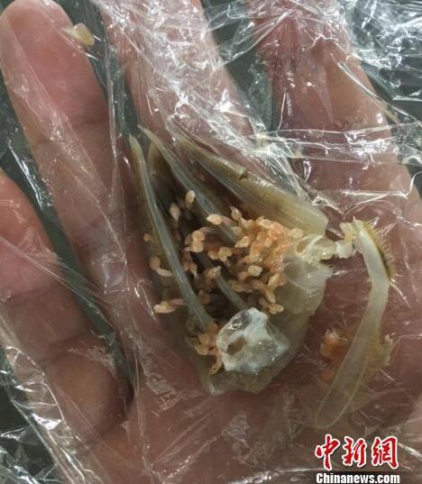 梭子蟹里密布"寄生虫" 经检验竟是世界上最昂贵的海鲜