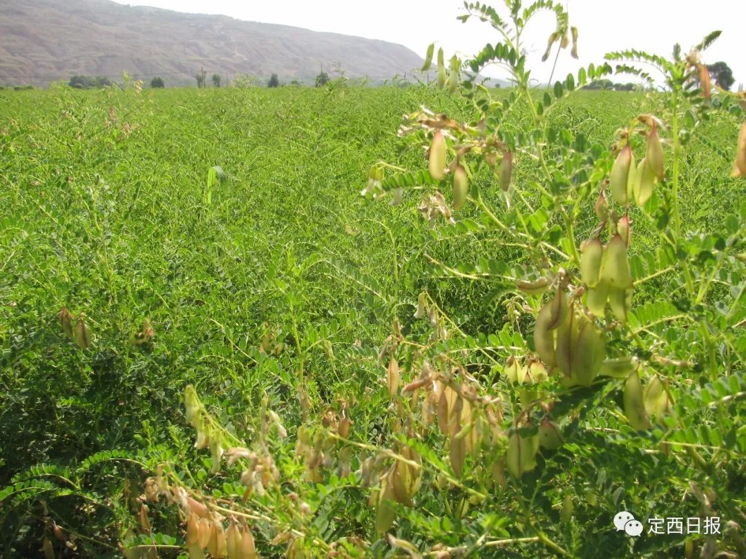 航拍陇西中药材种植基地,感受初秋陇中大地优美的画风