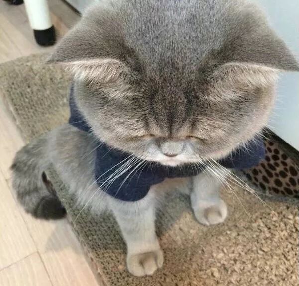 怎么看小猫有没有配上 6a5acdb3f7a54fd683392311d37c3970.jpeg