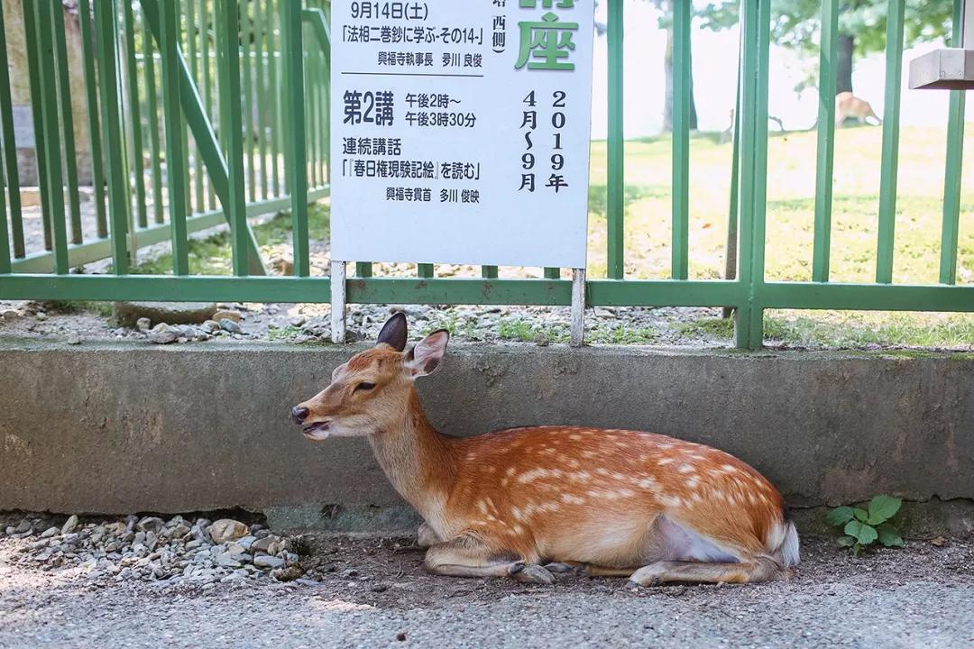 帶娃奈良遊：小心，前方鹿出沒！（附擼鹿安全指南） 寵物 第3張