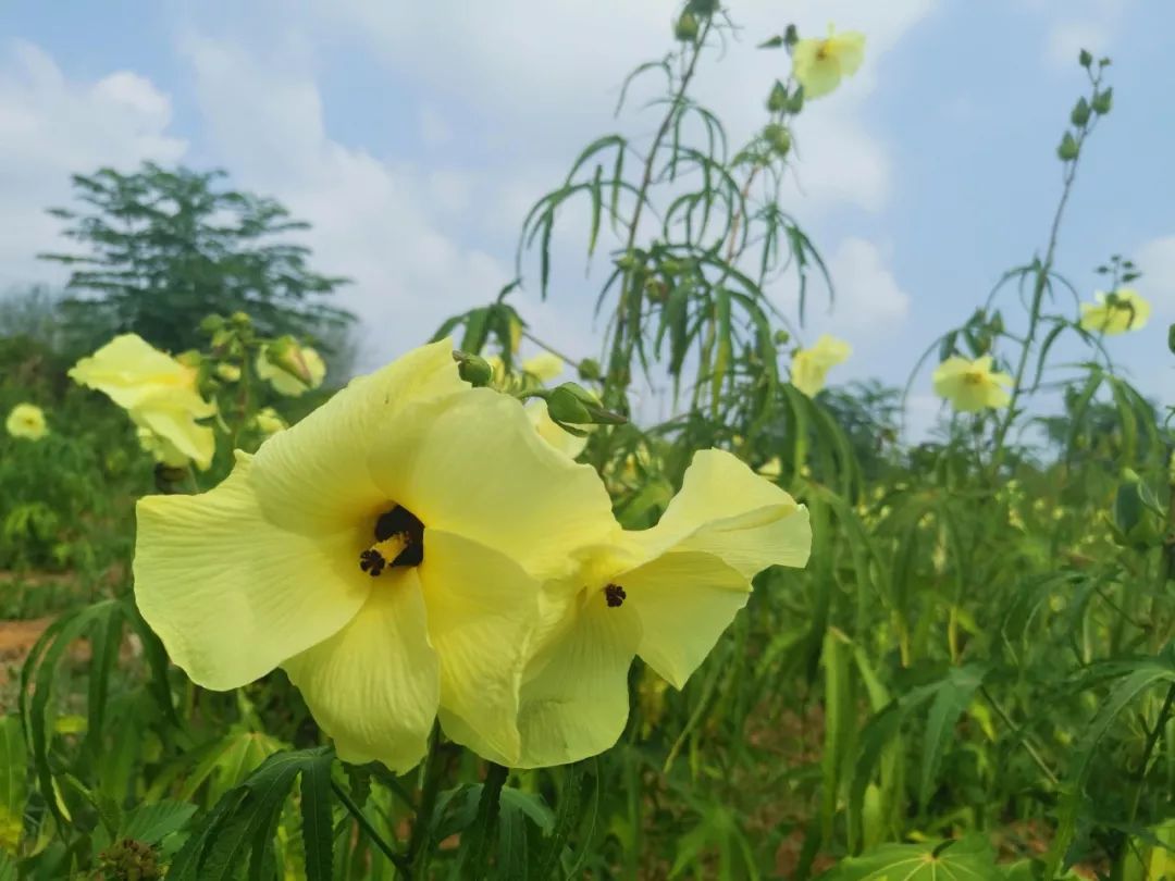 【脱贫攻坚】栏杆集镇石门村黄蜀葵畅销江浙制药厂