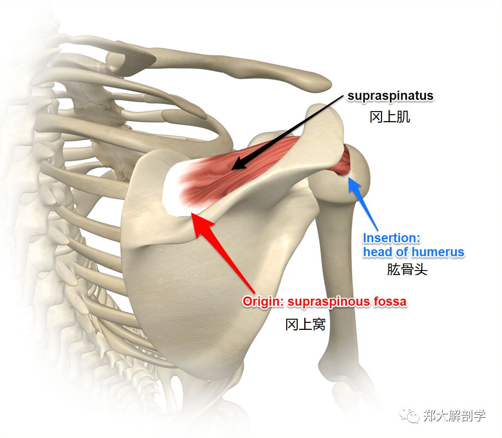 肩胛骨内收和肩关节前屈肌肉和徒手肌力检查
