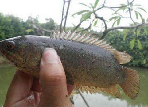 南方這種魚很像鯽魚，有「翻山越嶺」的本事，離水較長時間也不死 寵物 第5張