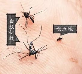 这种吸血小虫比蚊子还毒!被咬后痒奇无比,三