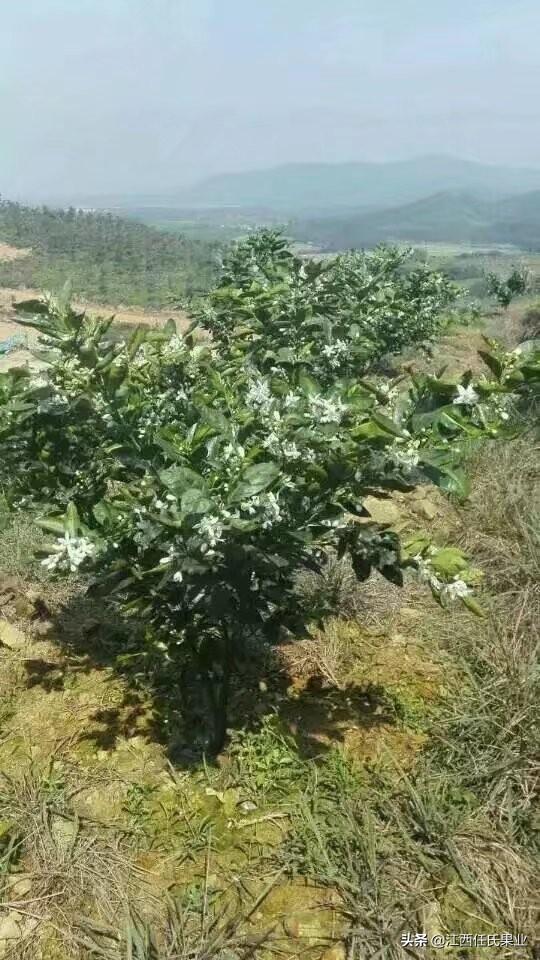 泰国青柚国内种植要求