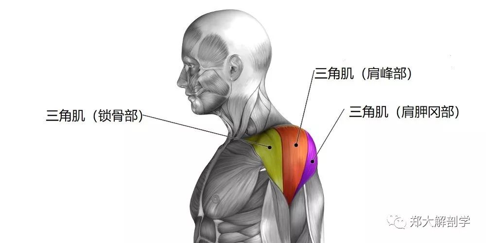 三角肌(肩峰部)起点:肩峰止点:三角肌粗隆三角肌(锁骨部)起点:锁骨