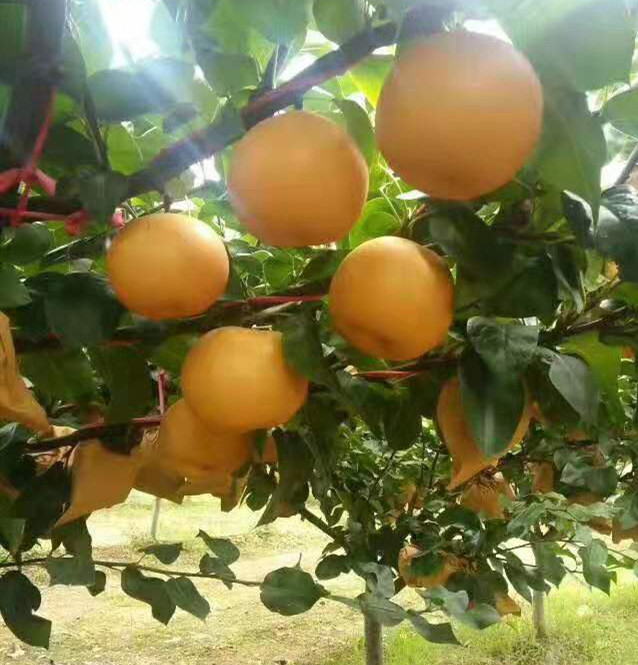 说一说秋月梨的那点事