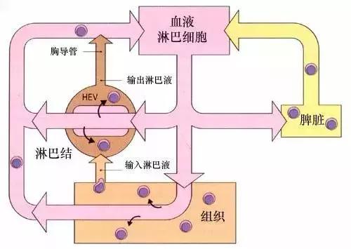 淋巴存在于人体的各个部位,对于人体的免疫系统有着至关重要的作用.