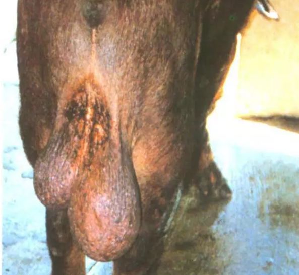 (图二)公猪睾丸单侧肿大