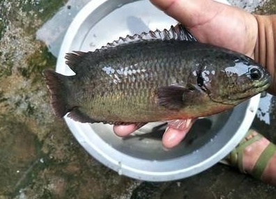 南方這種魚很像鯽魚，有「翻山越嶺」的本事，離水較長時間也不死 寵物 第3張