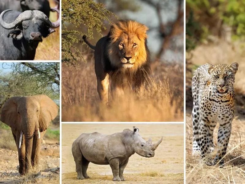 这些丑爆了的非洲动物,你认识几个?