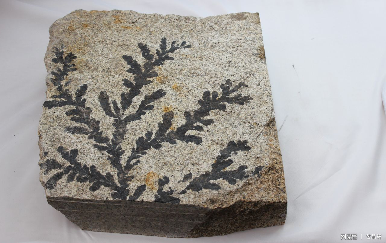 珊瑚化石玉 - 知乎