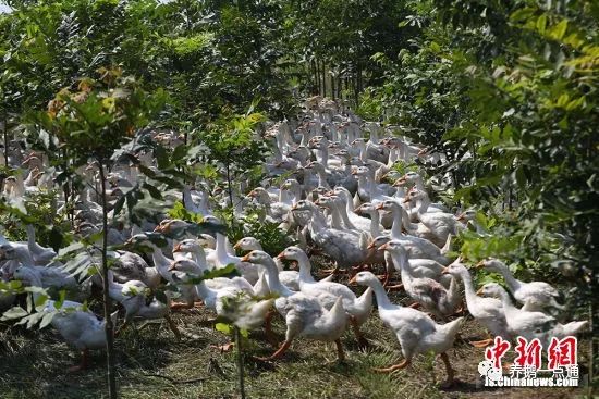 江苏泗洪"林下养鹅"循环生态农业助力农民致富