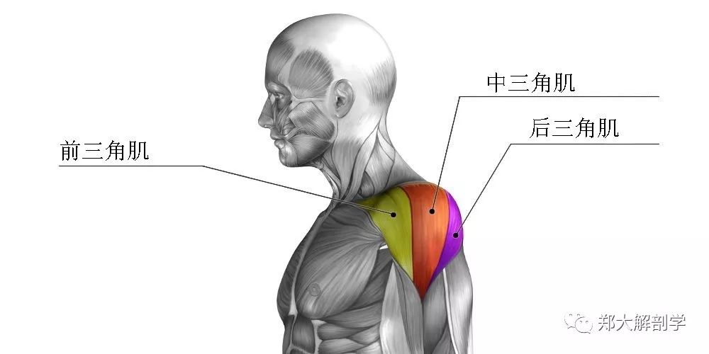 肌粗隆 三角肌(后部) 起点:肩胛冈下缘 止点: 三角肌粗隆 起点:喙突