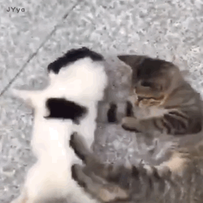 熊猫头表情包 | 当舔狗你最积极