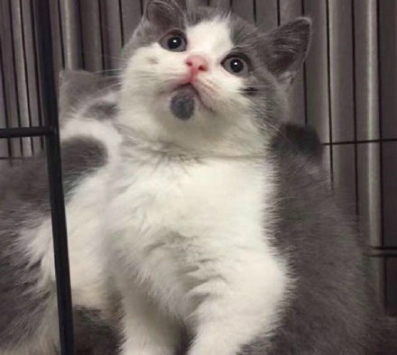 蒜头猫是什么猫 acf7f52f3f5844489b81d987332b6e70.jpeg