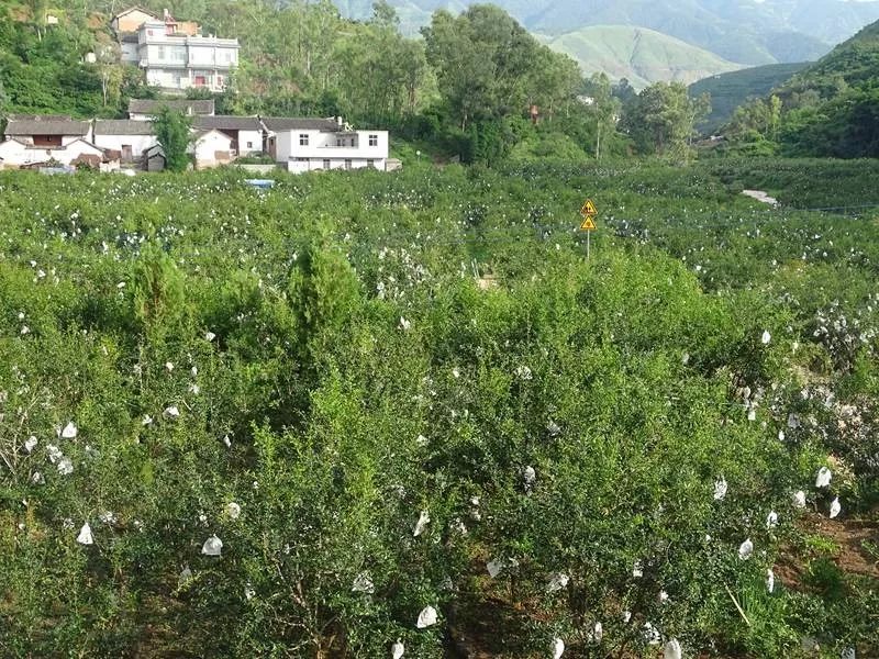 会泽「盐水石榴」火到央视,农村小伙登台出绝招!