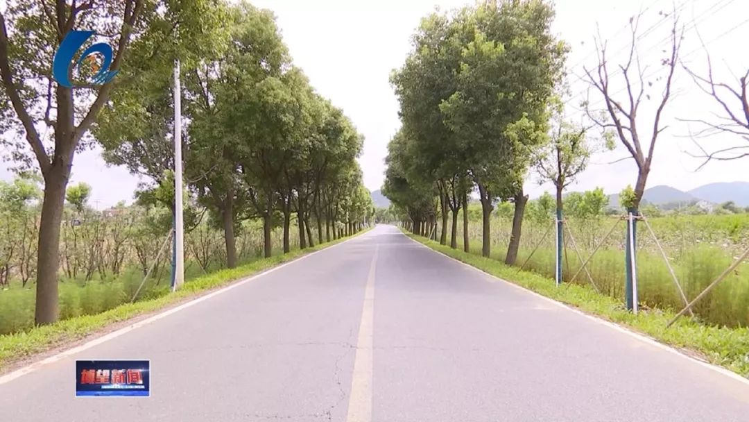 镇丹东村丹东路,可以看见道路两边栽植了香樟等树种,此次道路绿化设计