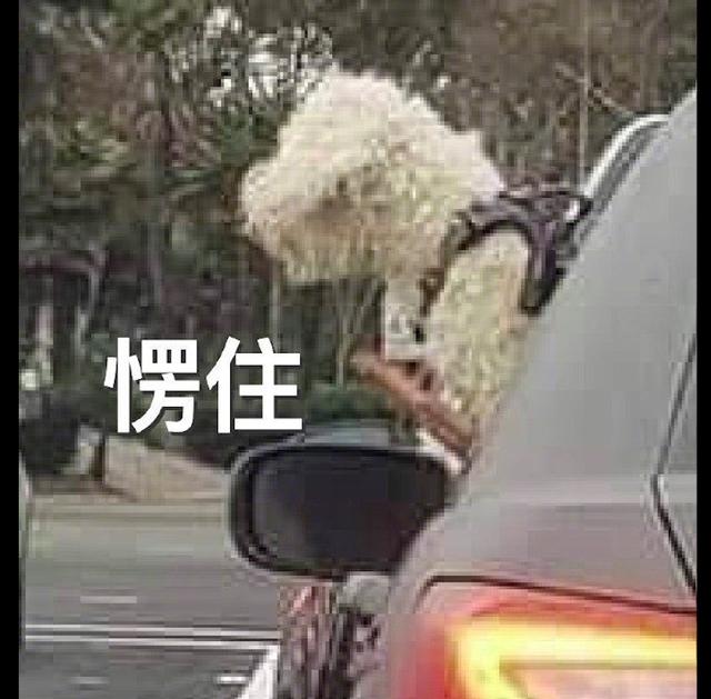 主人開車等紅燈時，狗狗卻叼著玩具向對面車裡的狗炫耀：你有嗎？ 寵物 第3張