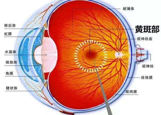 爱眼大讲堂视网膜脱离要当心正确认识早治疗