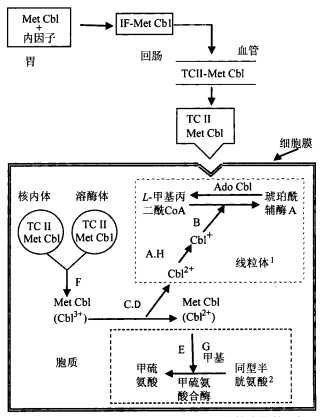 不同形式维生素b12之间的代谢转化