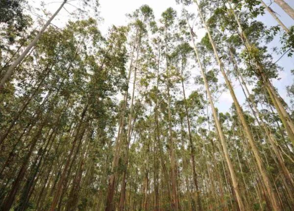【奇闻轶事】天下上最陈腐的树 活了9500年却只要四米下!