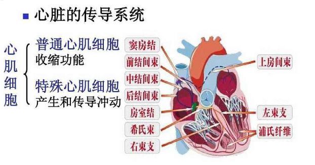 当心脏内部的"司令部"窦房结发出指令后,要经过传导系统下传心室再到