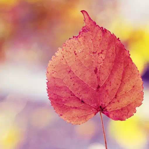 一树字被风吹歪猜成语_看图猜成语