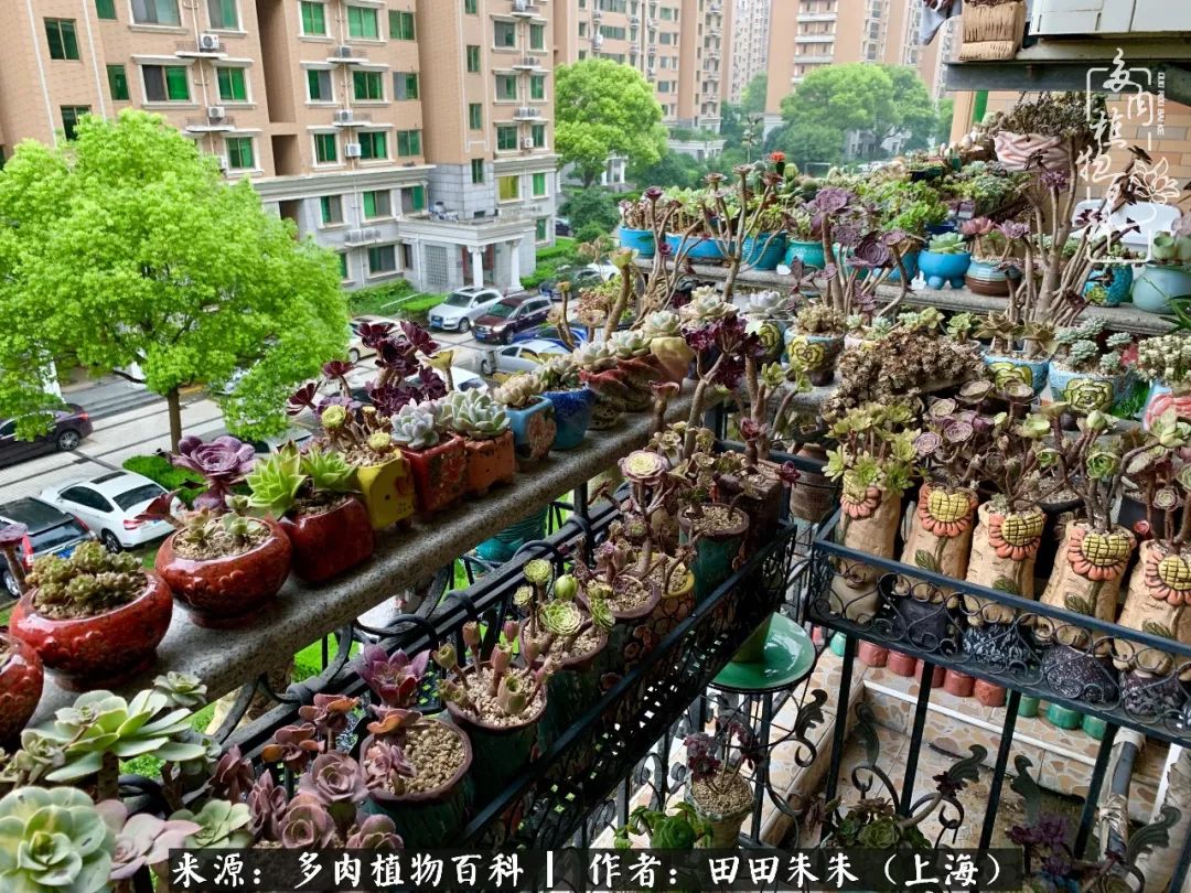 充分利用阳台养多肉,5年历夏多磨难,但阳光总在风雨后!