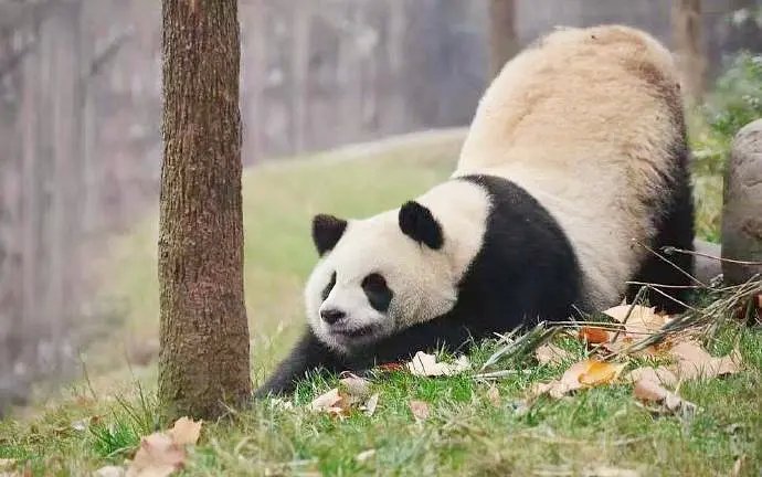 伸懒腰大赛 权成