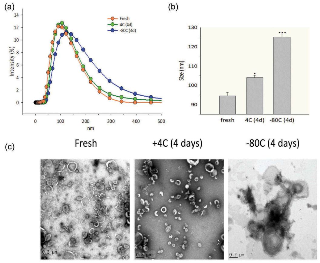 4℃ 4天的两组,通过dls,tem和zeta电位观察外泌体的变化