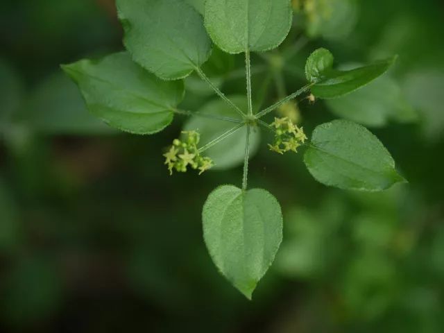 茜草,園林綠化公司