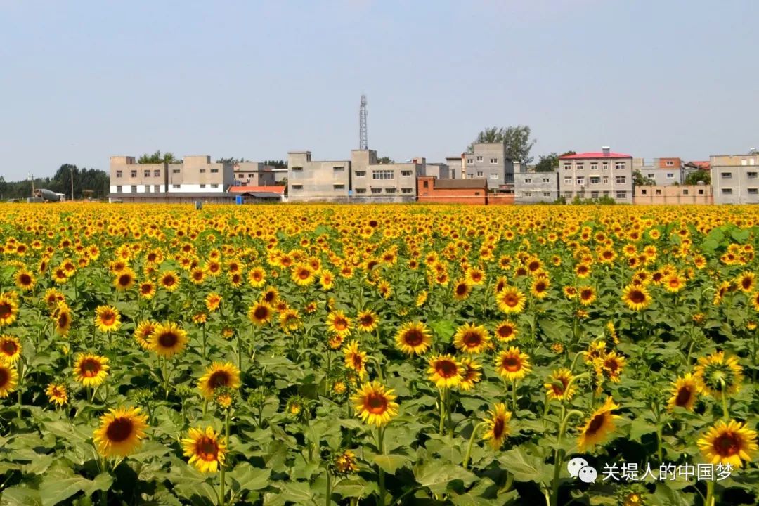 葵花基地自驾路线:导航至高新区关堤乡郭小庄村,柿园村咨询热线:0373