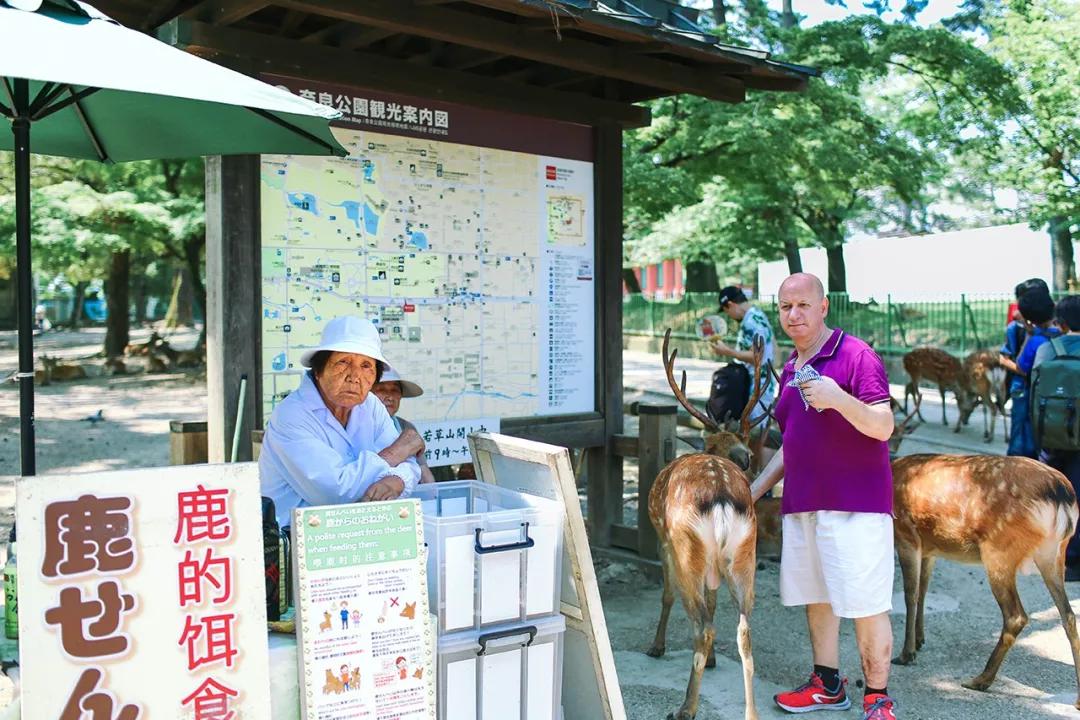 帶娃奈良遊：小心，前方鹿出沒！（附擼鹿安全指南） 寵物 第4張