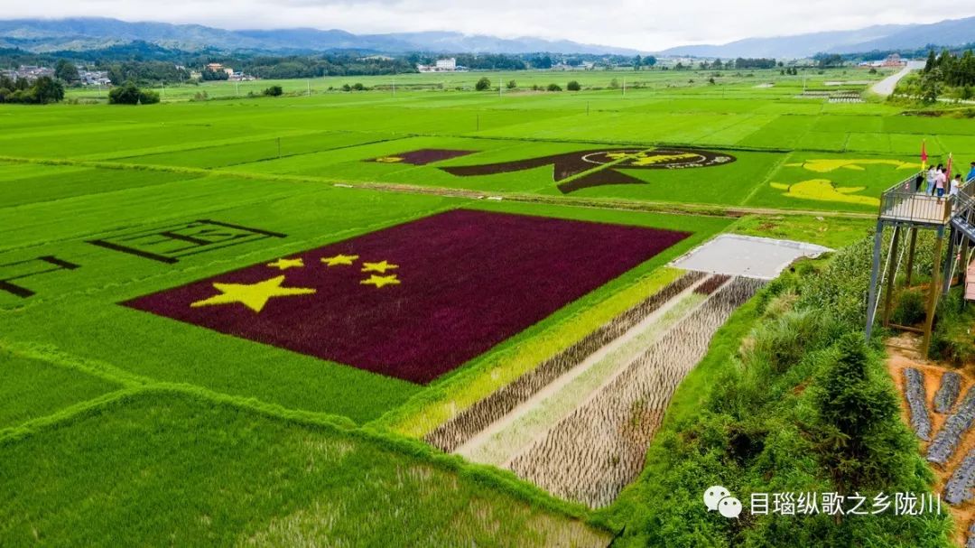 面积60亩,图案由彩色水稻新品种选育组合而成,除了漂亮的图案外,稻田