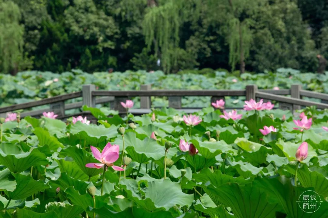 步入曲院风荷,仿佛误入了 荷花公主的后花园.